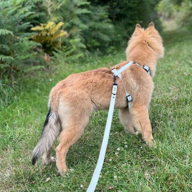 Harnais pour chien Y - Gummy Perle